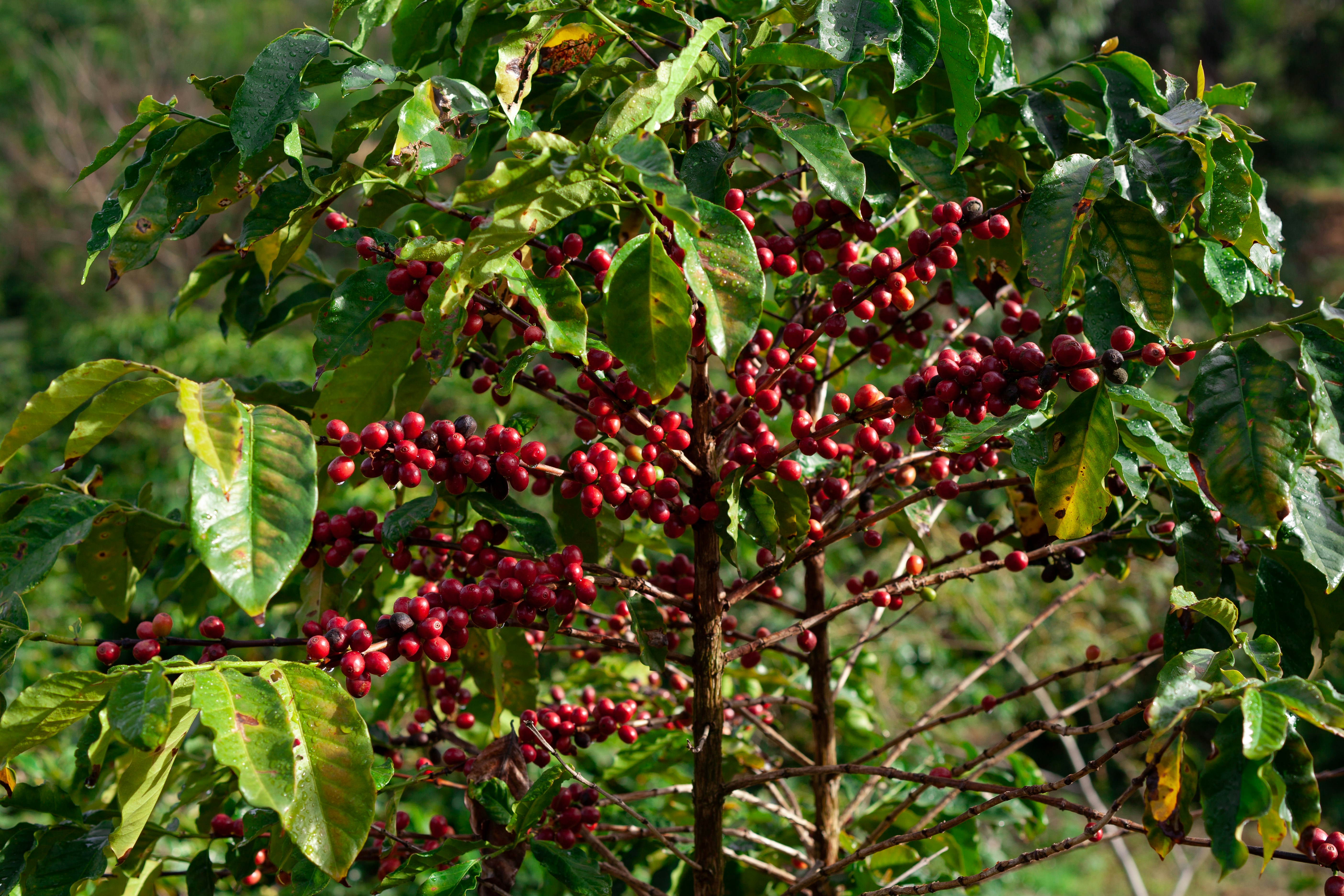 Yirgacheffe coffee region